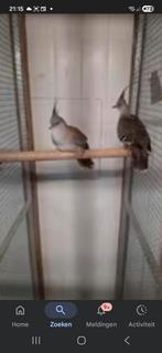 Australische kuifduiven  6 stuks, Dieren en Toebehoren, Vogels | Duiven, Meerdere dieren