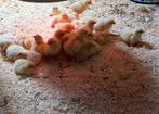 Poule de Bresse kuikens van TOP-klasse, Dieren en Toebehoren, Pluimvee, Geslacht onbekend, Kip