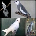 GEZOCHT valkparkiet man tam, Dieren en Toebehoren, Mannelijk, Parkiet, Tam