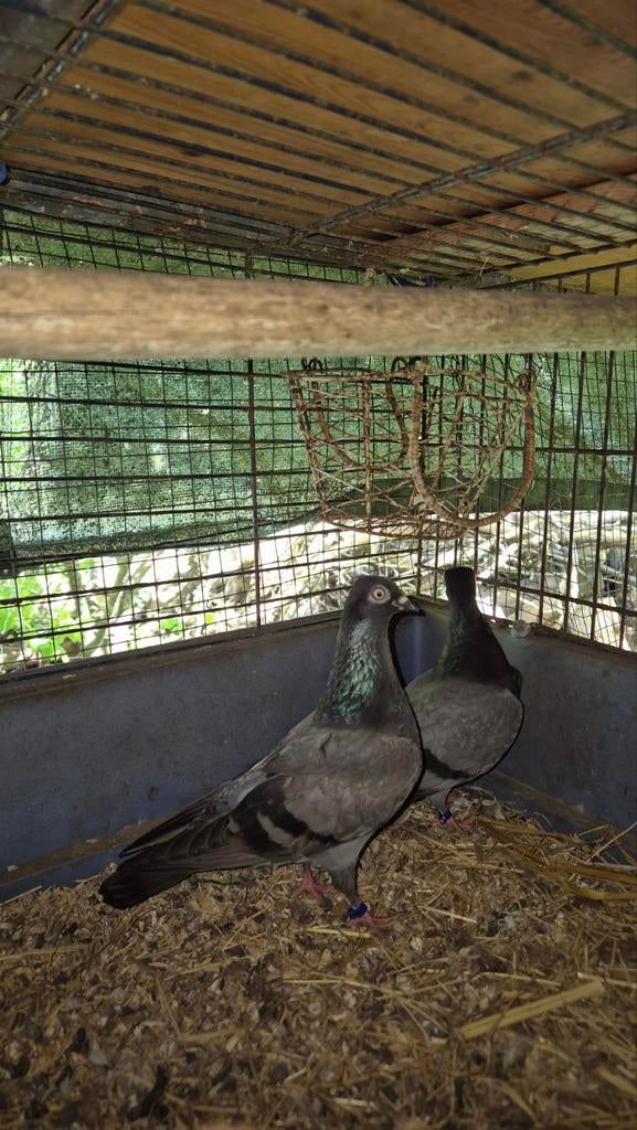 Erlauer hoogvliegers, Dieren en Toebehoren, Meerdere dieren
