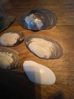 7 mooie Oesters Schelpen, Verzamelen, Mineralen en Fossielen, Ophalen of Verzenden, Schelp(en)