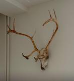 Diverse Rendier geweien met schedel uit Noorwegen, Ophalen, Gebruikt, Hert, Gewei of Kop