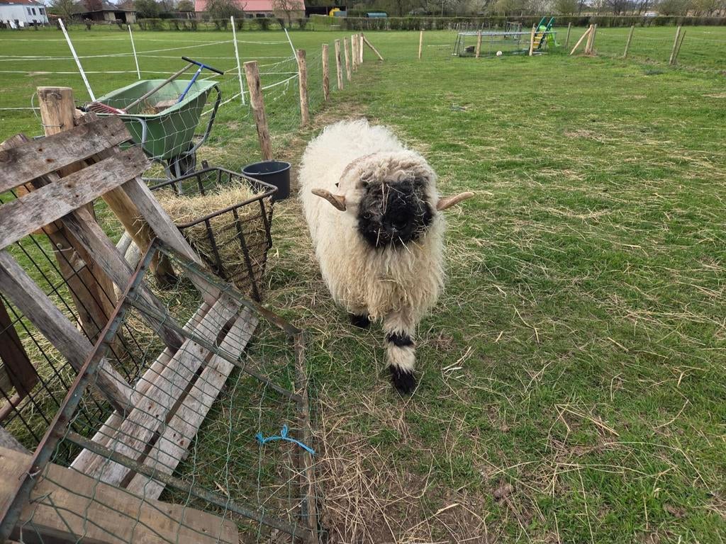 Walliser schwarznaze dekram, Mannelijk, Schaap