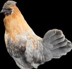 Gratis Zijdehoen x Assendelver haantje van +- een jaar oud, Dieren en Toebehoren, Pluimvee, Mannelijk, Kip