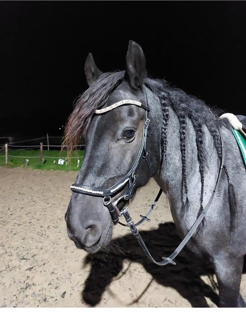 Hoofdstel full zwart steentjes, Ophalen of Verzenden, Dressuur