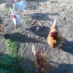 kippen, Vrouwelijk, Kip