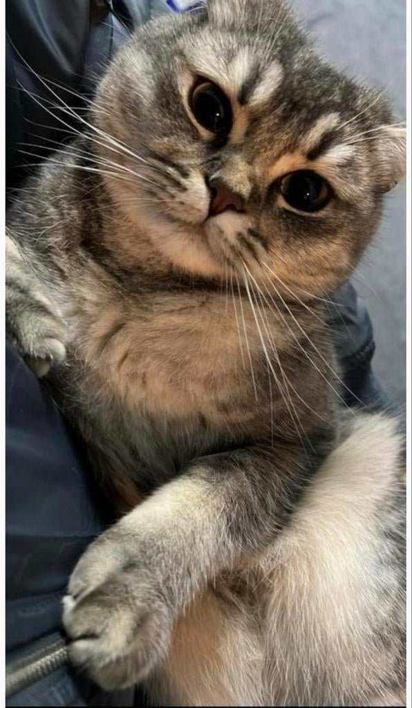 Britse Korthaar (BKH) kat van 2 jaar oud, Poes