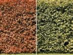 Beukenhaag FAGUS uit voorraad leverbaar, Ophalen of Verzenden, Overige soorten, Volle zon