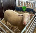 Friesmeschaap ram dek ram, Mannelijk, Schaap