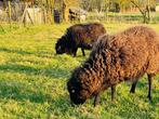 Ouessant stamboek ooien 6 Stuks, Vrouwelijk, Schaap