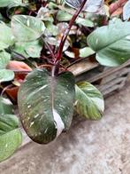 Philodendron Red Anderson p12, Ophalen of Verzenden, Halfschaduw, Minder dan 100 cm