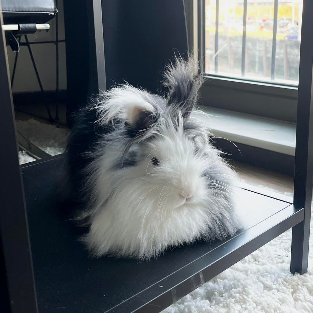 Lieve teddy dwerg voedster Bailey, Dieren en Toebehoren, Vrouwelijk, Dwerg, 0 tot 2 jaar