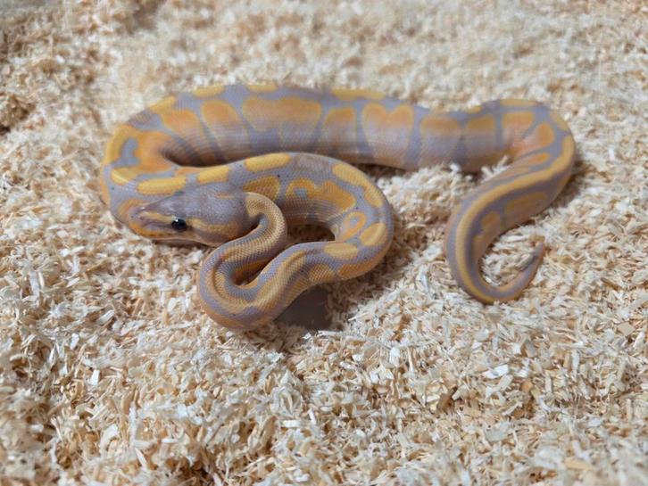 Banana Fire 100%Hypo/Ghost vrouwtje 2025, Dieren en Toebehoren, Reptielen en Amfibieën, Slang, 0 tot 2 jaar