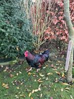 Gratis prachtige barnevelder haan, Dieren en Toebehoren, Pluimvee, Mannelijk, Kip