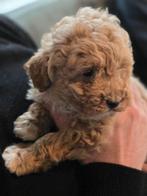 maltipoo x labradoodle Medium, Parvo, 8 tot 15 weken, Eén hond, Nederland