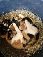 Boerderij kittens rood wit zwart lapje, Meerdere dieren, Kortharig, 0 tot 2 jaar