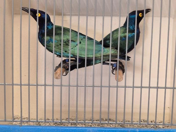 Koppel Purperglansspreeuwen, met DNA, Dieren en Toebehoren, Vogels | Overige Vogels, Tropenvogel, Meerdere dieren