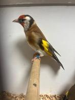 Bloemputters koppel en jong bruin, Dieren en Toebehoren, Vogels | Overige Vogels, Meerdere dieren, Geringd