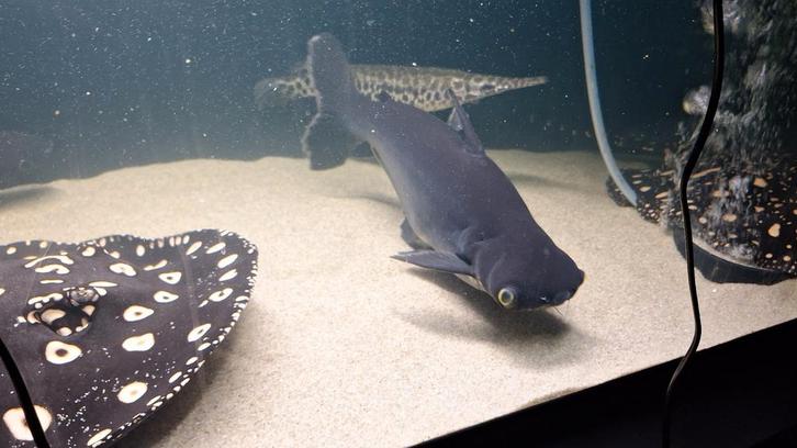 Pangasius 2x  45/50 cm dit weekend allebij voor €25 samen, Dieren en Toebehoren, Vissen | Aquariumvissen, Vis