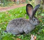 GROTE Duitse reus, 3 mnd oud, GECASTREERD en GEVACCINEERD, Dieren en Toebehoren, Konijnen, Meerdere dieren, Groot, 0 tot 2 jaar
