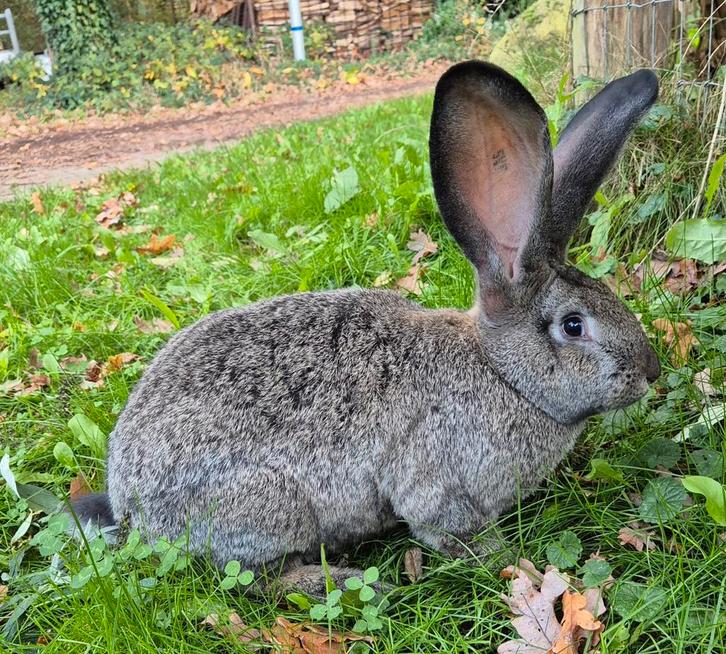 GROTE Duitse reus, 3 mnd oud, GECASTREERD en GEVACCINEERD, Dieren en Toebehoren, Konijnen, Groot, Meerdere dieren, 0 tot 2 jaar