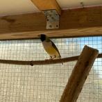 Gouldamadines, Dieren en Toebehoren, Vogels | Overige Vogels, Meerdere dieren, Tropenvogel