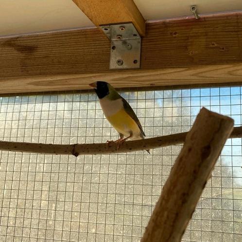 Gouldamadines, Dieren en Toebehoren, Vogels | Overige Vogels, Tropenvogel, Meerdere dieren