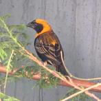 Oranjewever/ oranje wever, Dieren en Toebehoren, Mannelijk, Tropenvogel