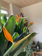 prachtige grote strilitzia, Overige soorten, 150 tot 200 cm, In pot, Bloeiende kamerplant