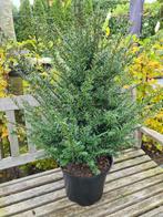 Taxus Baccata haagplanten in alle maten leverbaar, Ophalen of Verzenden, Taxus, Haag, 100 tot 250 cm