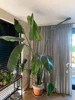 Strelitzia Nicolai, Tuin en Terras, Planten | Tuinplanten, Volle zon, Vaste plant, Bloeit niet, Ophalen