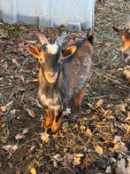 Hermelijn bok tekoop, Dieren en Toebehoren, Mannelijk, Geit, 0 tot 2 jaar