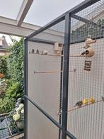 Japanse meeuwtjes gezocht  wit/beige, Meerdere dieren, Tropenvogel