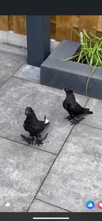 Takla, Dieren en Toebehoren, Vogels | Duiven