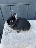 Zilvervosdwerg voedster, Dieren en Toebehoren, Vrouwelijk, Dwerg