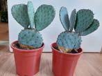 Opuntia Robusta -Schijfcactus/Wielcactus/Nopal Tapon/Camuesa, Ophalen, Halfschaduw, Cactus, Minder dan 100 cm