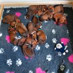 Prachtige Rhodesian Ridgeback pups met FCI stamboom, Dieren en Toebehoren, Particulier, Rabiës (hondsdolheid), Meerdere, 3 tot 5 jaar