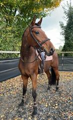 Lieve, fijne merrie dressuur/recreatie/buitenritten, Dieren en Toebehoren, Paarden, Merrie, Gechipt, L, 160 tot 165 cm