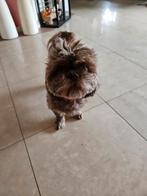 Shih zhu puppy.s geboren, Dieren en Toebehoren, Overige rassen, 8 tot 15 weken, Meerdere, Meerdere dieren