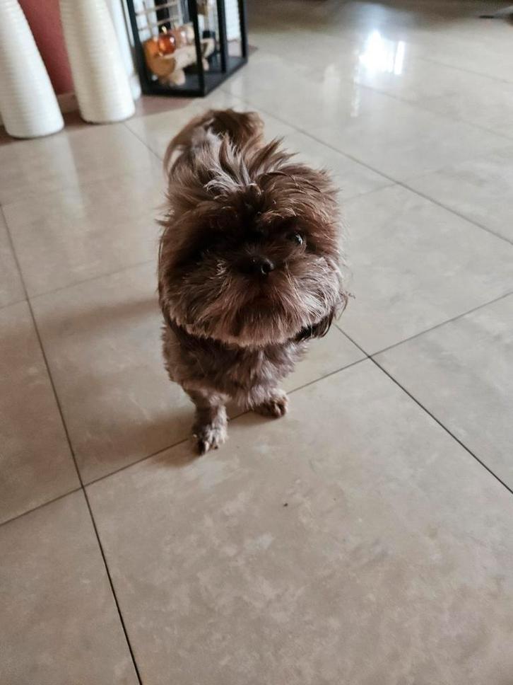 Shih thu puppy.geboren, Dieren en Toebehoren, Honden | Chihuahua's en Gezelschapshonden, Meerdere dieren, Overige rassen, Fokker | Hobbymatig