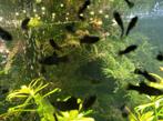 BLACK MOLLY BABIES M/V, Dieren en Toebehoren, Vissen | Aquariumvissen, Vis, Zoetwatervis, Schoolvis