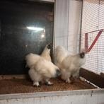 Zijdehoender, Dieren en Toebehoren, Pluimvee, Geslacht onbekend, Kip