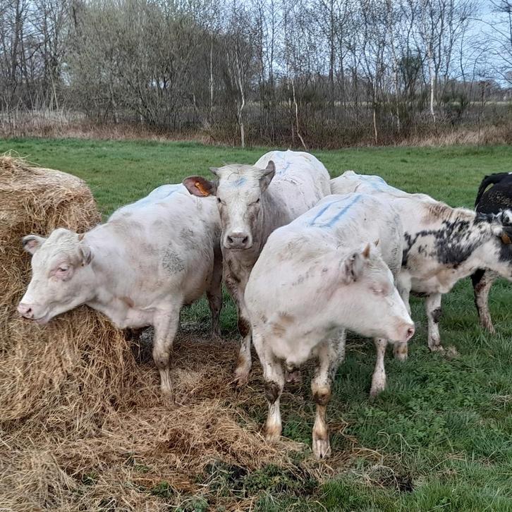 Stal gezocht, Dieren en Toebehoren, Stalling en Weidegang, Stalling
