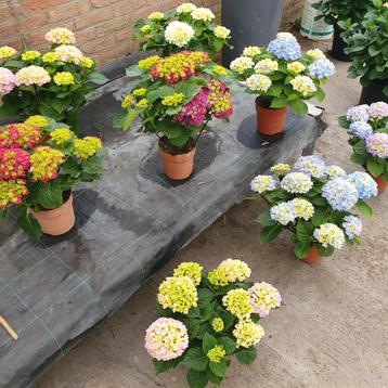 hortensia's  beschikbaar voor biedingen