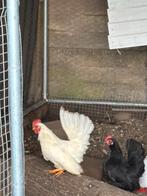 Serama haantjes + 2 zwarte hennetjes hennetjes 5,00 euro, Dieren en Toebehoren, Pluimvee, Mannelijk, Kip