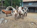 Varkens, Dieren en Toebehoren, Vrouwelijk, Varken, 0 tot 2 jaar