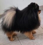 Dekreu pomeranian FCI stamboom(NIET TE KOOP!), Dieren en Toebehoren, Rabiës (hondsdolheid), Reu, 1 tot 2 jaar, Eén hond