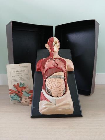 Nederlandse anatomische torso met hoofd, c1900 beschikbaar voor biedingen