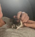 2 lieve dombo ratjes zoeken een nieuw huisje, Rat, Vrouwelijk, Tam, September