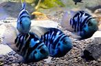 Bleu polar parrot, Vis, Zoetwatervis